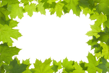 frame of maple leaves in backlight