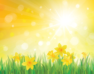 Wall Mural - vector of daffodil flowers on spring background.