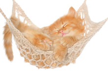 Cute Red Haired Kitten Sleeping In Hammock