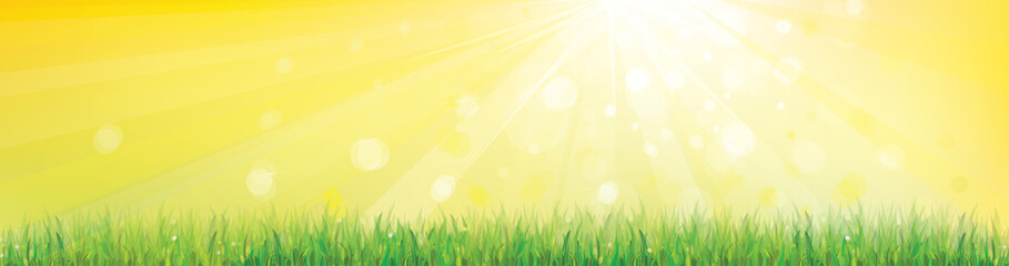 Wall Mural - vector of spring background with green grass.