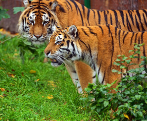 Canvas Print - Tiger