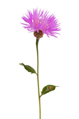 Fotomurales - Purple wild flower
