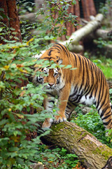 Wall Mural - tiger