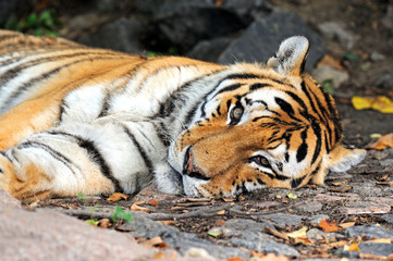 Wall Mural - tiger