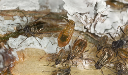 Poster - Aphids on pine, extreme close up with high magnification