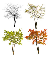 Canvas Print - four seasons maple tree isoalted on white