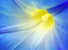 Macro Of Blue Flower