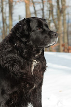 Mixed Breed Black Dog In The Snow. Labrador And Berner Sennen.