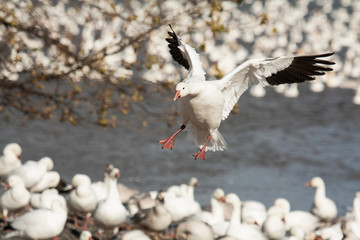 Landing snow goose