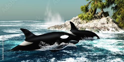 Naklejka na drzwi Orca Killer Whales