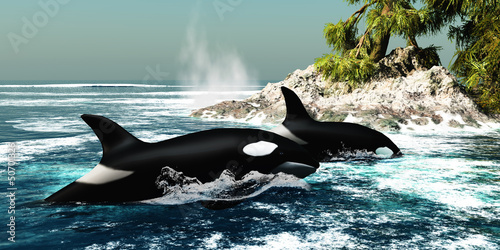 Fototapeta do kuchni Orca Killer Whales