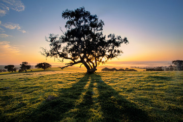 Poster - Tree Shadows