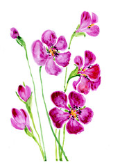 Wall Mural - Watercolor flowers