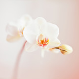 Fototapeta Storczyk - white orchid