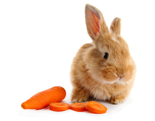 Fluffy foxy rabbit with carrot isolated on white