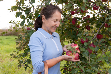 Poster - woman in garden  picking apples