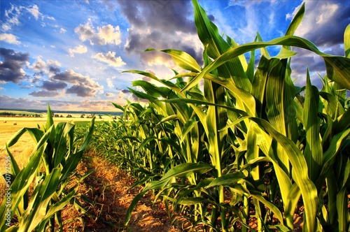 Fotomural Corn field and sky with beautiful clouds