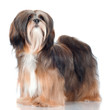 Lhasa Apso dog portrait