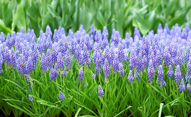 Canvas Print - flower, muscari botryoides