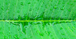 Water drops on fresh green leaf,