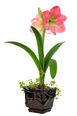 Wall Mural - blooming amaryllis