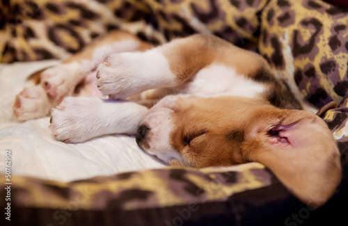 spiacy-szczeniak-rasy-beagle