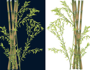 Poster - green bamboo plants on black and white