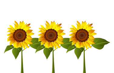 Canvas Print - Three sunflowers