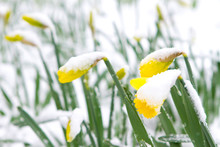 Daffodils In The Spring Snow