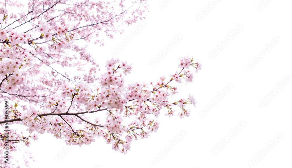 isolated sakura tree - obrazy, fototapety, plakaty 