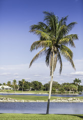 Wall Mural - Palm trees by green lawn resort in Naples, Florida