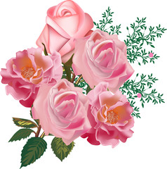 Wall Mural - five pink roses isolated on white background