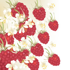 Fototapete - Background with realistic organic  pink  raspberry for design