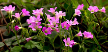 Pink Oxalis(Oxalis Corymbosa) In Garden
