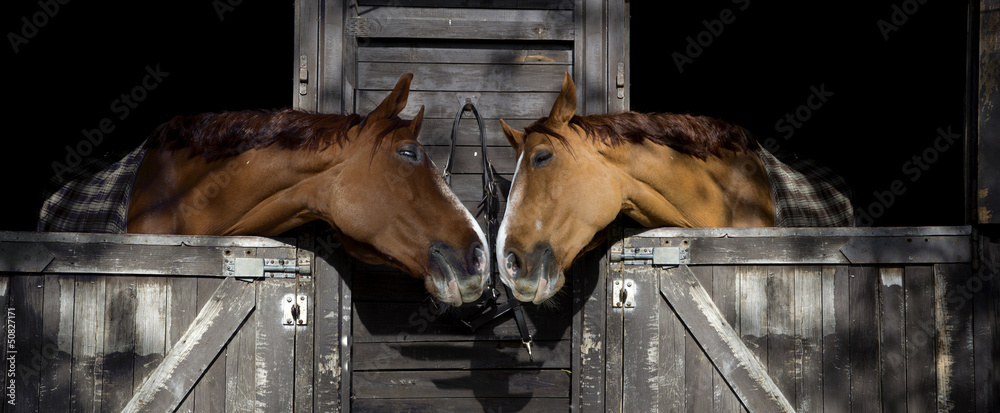 Obraz na płótnie Horses in love w salonie