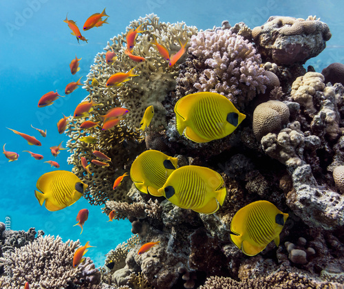 Fototapeta na wymiar Coral scene - panorama