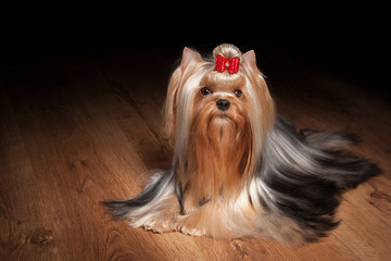 Wall Mural - yorkie puppy on table with wooden texture