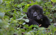 junger Berggorilla aus den Virunga Bergen, Ruanda