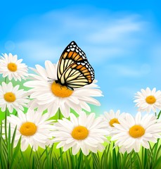 Poster - Nature background with spring daisy flower and butterfly.