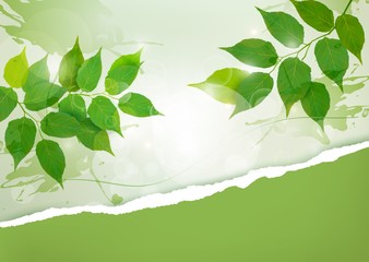 Aufkleber - Nature background with green spring leaves and ripped paper. Vec