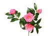Camellia flowers and foliage