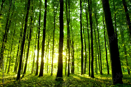 beautiful green forest
