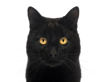Close-up Of A Black Cat Looking At The Camera, Isolated On White