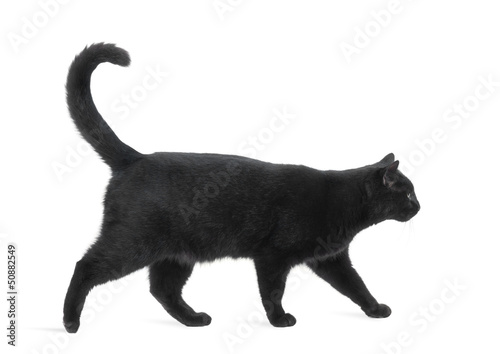 Fotomural Side view of a Black Cat walking, isolated on white