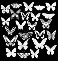 Sticker - twenty four white butterflies