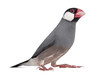 Java Sparrow - Padda oryzivora - isolated on white