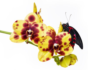 Wall Mural - tropical butterfly on an orchid