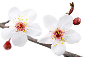 Branch with blossoms. Isolated on white background.