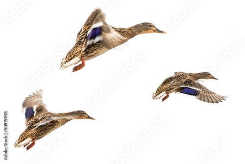 Wild ducks