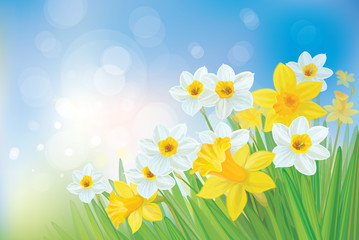 Wall Mural - vector of daffodil flowers on spring background.
